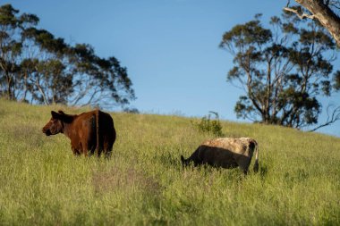 Bir tarlada ineklerle büyüyen uzun otlar, Sürdürülebilir bir Avustralya Çiftliğinde Sağlıklı Sığır Sürüsü. İlkbaharda Kırsal Tarım 'ın Yenilenme Uygulamalarını Sembolize Etmek