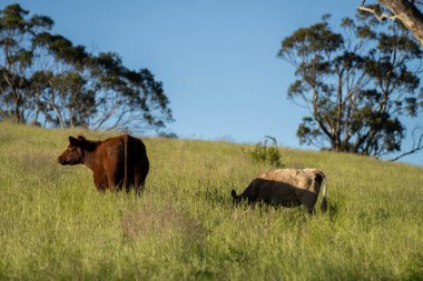 Bir tarlada ineklerle büyüyen uzun otlar, Sürdürülebilir bir Avustralya Çiftliğinde Sağlıklı Sığır Sürüsü. İlkbaharda Kırsal Tarım 'ın Yenilenme Uygulamalarını Sembolize Etmek