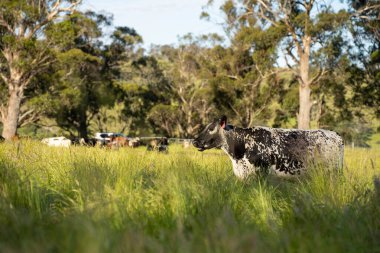 Avustralya 'daki güzel sığırlar ot yer, otlakta otlarlar. Tarımsal bir çiftlikte yetiştirilen sığır sürüsü. İlkbaharda sürdürülebilir tarım