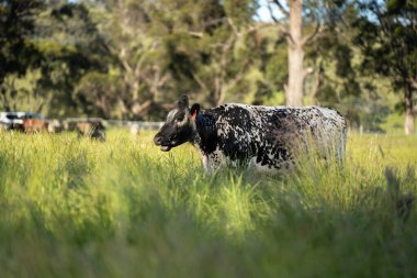 Bir tarlada ineklerle büyüyen uzun otlar, Sürdürülebilir bir Avustralya Çiftliğinde Sağlıklı Sığır Sürüsü. İlkbaharda Kırsal Tarım 'ın Yenilenme Uygulamalarını Sembolize Etmek