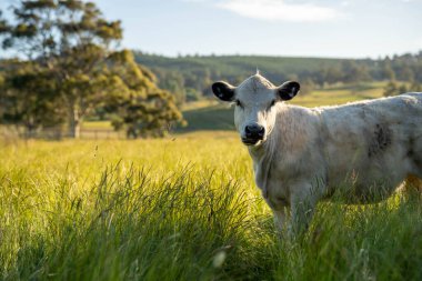Altın Avustralya Çiftliği, yemyeşil çimleri, tarlada inekleri, sakızlı manzarası var. Geniş Kırsal Araziler ve Avustralya 'da sürdürülebilir yenilenebilir tarım için ilkbaharda