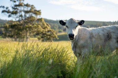 Bir tarlada ineklerle büyüyen uzun otlar, Sürdürülebilir bir Avustralya Çiftliğinde Sağlıklı Sığır Sürüsü. İlkbaharda Kırsal Tarım 'ın Yenilenme Uygulamalarını Sembolize Etmek