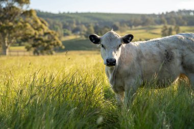 Avustralya 'daki güzel sığırlar ot yer, otlakta otlarlar. Tarımsal bir çiftlikte yetiştirilen sığır sürüsü. İlkbaharda sürdürülebilir tarım