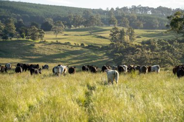 Bir tarlada ineklerle büyüyen uzun otlar, Sürdürülebilir bir Avustralya Çiftliğinde Sağlıklı Sığır Sürüsü. İlkbaharda Kırsal Tarım 'ın Yenilenme Uygulamalarını Sembolize Etmek
