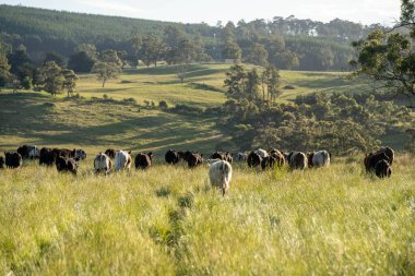 Green Pasture çiftliği sürdürülebilir tarım yapıyor Avustralya 'da yenilenebilir çiftliğin geleceği. Sağlıklı Toprak Yönetimi, Çevre Yönetimi ve Kırsal Peyzaj Gösterimi