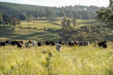 Avustralya 'daki güzel sığırlar ot yer, otlakta otlarlar. Tarımsal bir çiftlikte yetiştirilen sığır sürüsü. İlkbaharda sürdürülebilir tarım
