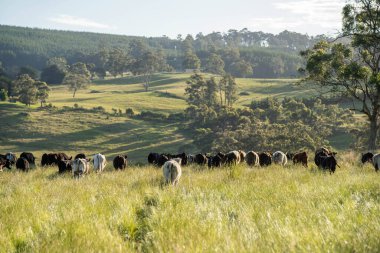 Bir tarlada ineklerle büyüyen uzun otlar, Sürdürülebilir bir Avustralya Çiftliğinde Sağlıklı Sığır Sürüsü. İlkbaharda Kırsal Tarım 'ın Yenilenme Uygulamalarını Sembolize Etmek