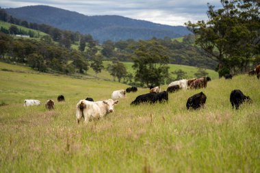 Bir tarlada ineklerle büyüyen uzun otlar, Sürdürülebilir bir Avustralya Çiftliğinde Sağlıklı Sığır Sürüsü. İlkbaharda Kırsal Tarım 'ın Yenilenme Uygulamalarını Sembolize Etmek