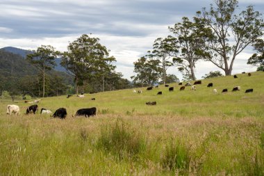Bir tarlada ineklerle büyüyen uzun otlar, Sürdürülebilir bir Avustralya Çiftliğinde Sağlıklı Sığır Sürüsü. İlkbaharda Kırsal Tarım 'ın Yenilenme Uygulamalarını Sembolize Etmek