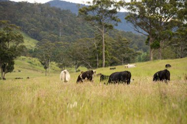 Green Pasture çiftliği sürdürülebilir tarım yapıyor Avustralya 'da yenilenebilir çiftliğin geleceği. Sağlıklı Toprak Yönetimi, Çevre Yönetimi ve Kırsal Peyzaj Gösterimi
