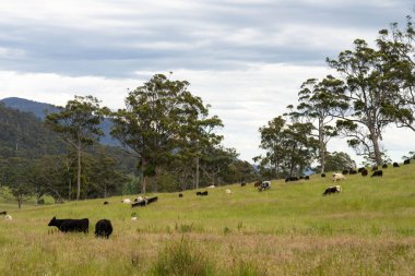 Green Pasture çiftliği sürdürülebilir tarım yapıyor Avustralya 'da yenilenebilir çiftliğin geleceği. Sağlıklı Toprak Yönetimi, Çevre Yönetimi ve Kırsal Peyzaj Gösterimi