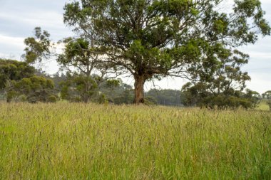 Green Pasture çiftliği sürdürülebilir tarım yapıyor Avustralya 'da yenilenebilir çiftliğin geleceği. Sağlıklı Toprak Yönetimi, Çevre Yönetimi ve Kırsal Peyzaj Gösterimi