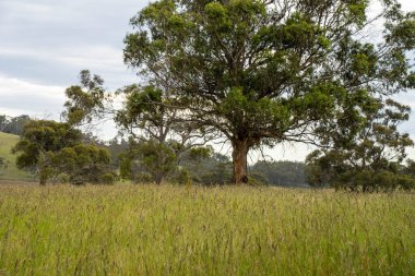 Green Pasture çiftliği sürdürülebilir tarım yapıyor Avustralya 'da yenilenebilir çiftliğin geleceği. Sağlıklı Toprak Yönetimi, Çevre Yönetimi ve Kırsal Peyzaj Gösterimi