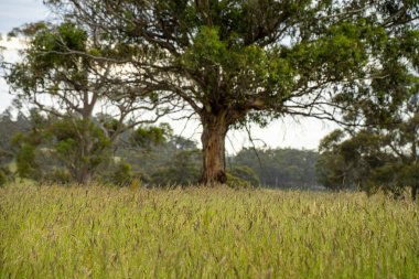 Green Pasture çiftliği sürdürülebilir tarım yapıyor Avustralya 'da yenilenebilir çiftliğin geleceği. Sağlıklı Toprak Yönetimi, Çevre Yönetimi ve Kırsal Peyzaj Gösterimi