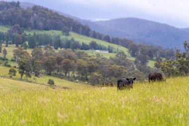 Bir tarlada ineklerle büyüyen uzun otlar, Sürdürülebilir bir Avustralya Çiftliğinde Sağlıklı Sığır Sürüsü. İlkbaharda Kırsal Tarım 'ın Yenilenme Uygulamalarını Sembolize Etmek