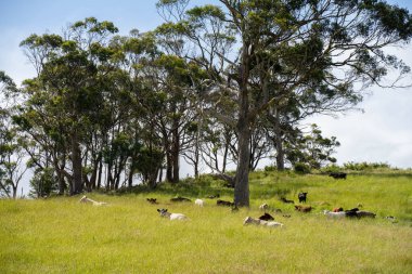 Bir tarlada ineklerle büyüyen uzun otlar, Sürdürülebilir bir Avustralya Çiftliğinde Sağlıklı Sığır Sürüsü. İlkbaharda Kırsal Tarım 'ın Yenilenme Uygulamalarını Sembolize Etmek