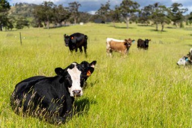 Bir tarlada ineklerle büyüyen uzun otlar, Sürdürülebilir bir Avustralya Çiftliğinde Sağlıklı Sığır Sürüsü. İlkbaharda Kırsal Tarım 'ın Yenilenme Uygulamalarını Sembolize Etmek