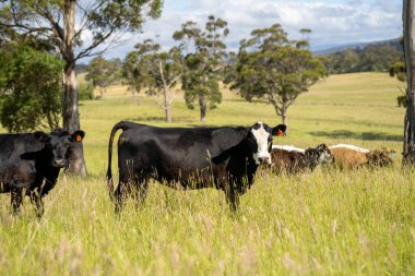 Bir tarlada ineklerle büyüyen uzun otlar, Sürdürülebilir bir Avustralya Çiftliğinde Sağlıklı Sığır Sürüsü. İlkbaharda Kırsal Tarım 'ın Yenilenme Uygulamalarını Sembolize Etmek