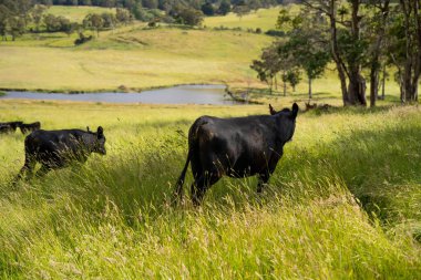 Bir tarlada ineklerle büyüyen uzun otlar, Sürdürülebilir bir Avustralya Çiftliğinde Sağlıklı Sığır Sürüsü. İlkbaharda Kırsal Tarım 'ın Yenilenme Uygulamalarını Sembolize Etmek