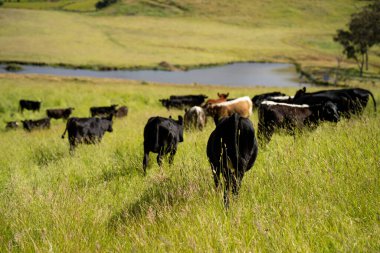 Avustralya 'daki güzel sığırlar ot yer, otlakta otlarlar. Tarımsal bir çiftlikte yetiştirilen sığır sürüsü. İlkbaharda sürdürülebilir tarım
