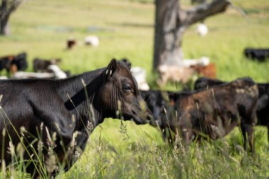 İngiltere 'de bir çiftlikteki bir tarlada sığır budu. Baharda çayırda otlayan İngiliz sığırları. Sürdürülebilir bir tarım çiftliğinin otlağında büyüyen yeşil çimenler.