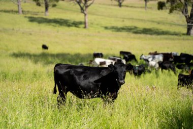 Bir tarlada ineklerle büyüyen uzun otlar, Sürdürülebilir bir Avustralya Çiftliğinde Sağlıklı Sığır Sürüsü. İlkbaharda Kırsal Tarım 'ın Yenilenme Uygulamalarını Sembolize Etmek