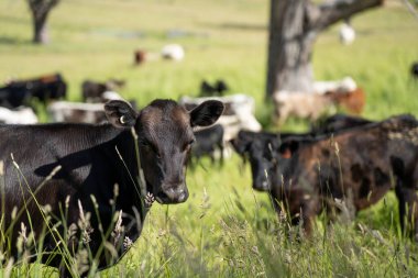 Bir tarlada ineklerle büyüyen uzun otlar, Sürdürülebilir bir Avustralya Çiftliğinde Sağlıklı Sığır Sürüsü. İlkbaharda Kırsal Tarım 'ın Yenilenme Uygulamalarını Sembolize Etmek