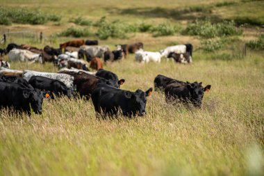 Bir tarlada ineklerle büyüyen uzun otlar, Sürdürülebilir bir Avustralya Çiftliğinde Sağlıklı Sığır Sürüsü. İlkbaharda Kırsal Tarım 'ın Yenilenme Uygulamalarını Sembolize Etmek