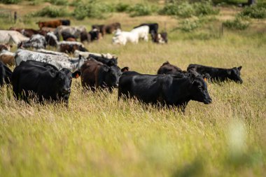 Bir tarlada ineklerle büyüyen uzun otlar, Sürdürülebilir bir Avustralya Çiftliğinde Sağlıklı Sığır Sürüsü. İlkbaharda Kırsal Tarım 'ın Yenilenme Uygulamalarını Sembolize Etmek