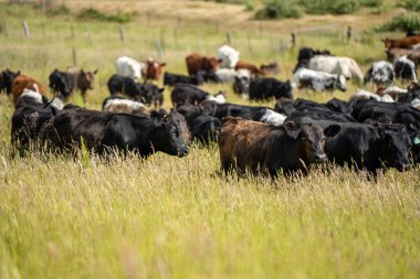 Avustralya 'daki güzel sığırlar ot yer, otlakta otlarlar. Tarımsal bir çiftlikte yetiştirilen sığır sürüsü. İlkbaharda sürdürülebilir tarım