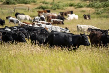 Avustralya 'daki güzel sığırlar ot yer, otlakta otlarlar. Tarımsal bir çiftlikte yetiştirilen sığır sürüsü. İlkbaharda sürdürülebilir tarım