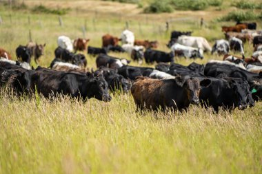 Bir tarlada ineklerle büyüyen uzun otlar, Sürdürülebilir bir Avustralya Çiftliğinde Sağlıklı Sığır Sürüsü. İlkbaharda Kırsal Tarım 'ın Yenilenme Uygulamalarını Sembolize Etmek