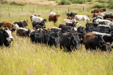 Bir tarlada ineklerle büyüyen uzun otlar, Sürdürülebilir bir Avustralya Çiftliğinde Sağlıklı Sığır Sürüsü. İlkbaharda Kırsal Tarım 'ın Yenilenme Uygulamalarını Sembolize Etmek