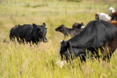 Bir tarlada ineklerle büyüyen uzun otlar, Sürdürülebilir bir Avustralya Çiftliğinde Sağlıklı Sığır Sürüsü. İlkbaharda Kırsal Tarım 'ın Yenilenme Uygulamalarını Sembolize Etmek