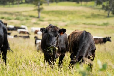 Avustralya 'daki güzel sığırlar ot yer, otlakta otlarlar. Tarımsal bir çiftlikte yetiştirilen sığır sürüsü. İlkbaharda sürdürülebilir tarım