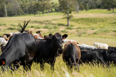 Bir tarlada ineklerle büyüyen uzun otlar, Sürdürülebilir bir Avustralya Çiftliğinde Sağlıklı Sığır Sürüsü. İlkbaharda Kırsal Tarım 'ın Yenilenme Uygulamalarını Sembolize Etmek