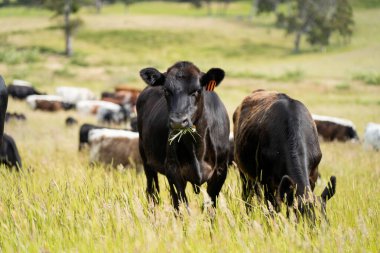 Bir tarlada ineklerle büyüyen uzun otlar, Sürdürülebilir bir Avustralya Çiftliğinde Sağlıklı Sığır Sürüsü. İlkbaharda Kırsal Tarım 'ın Yenilenme Uygulamalarını Sembolize Etmek