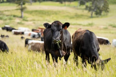 Bir tarlada ineklerle büyüyen uzun otlar, Sürdürülebilir bir Avustralya Çiftliğinde Sağlıklı Sığır Sürüsü. İlkbaharda Kırsal Tarım 'ın Yenilenme Uygulamalarını Sembolize Etmek