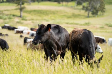 Bir tarlada ineklerle büyüyen uzun otlar, Sürdürülebilir bir Avustralya Çiftliğinde Sağlıklı Sığır Sürüsü. İlkbaharda Kırsal Tarım 'ın Yenilenme Uygulamalarını Sembolize Etmek