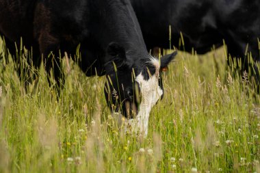 Avustralya 'daki güzel sığırlar ot yer, otlakta otlarlar. Tarımsal bir çiftlikte yetiştirilen sığır sürüsü. İlkbaharda sürdürülebilir tarım