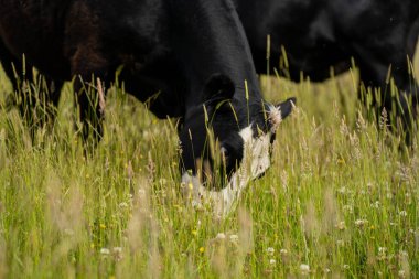 Bir tarlada ineklerle büyüyen uzun otlar, Sürdürülebilir bir Avustralya Çiftliğinde Sağlıklı Sığır Sürüsü. İlkbaharda Kırsal Tarım 'ın Yenilenme Uygulamalarını Sembolize Etmek