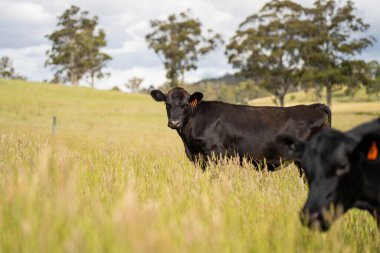 Bir tarlada ineklerle büyüyen uzun otlar, Sürdürülebilir bir Avustralya Çiftliğinde Sağlıklı Sığır Sürüsü. İlkbaharda Kırsal Tarım 'ın Yenilenme Uygulamalarını Sembolize Etmek