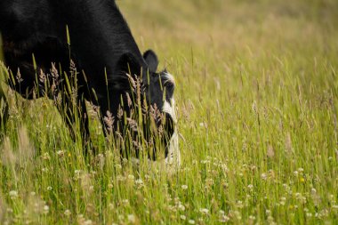 Green Pasture çiftliği sürdürülebilir tarım yapıyor Avustralya 'da yenilenebilir çiftliğin geleceği. Sağlıklı Toprak Yönetimi, Çevre Yönetimi ve Kırsal Peyzaj Gösterimi