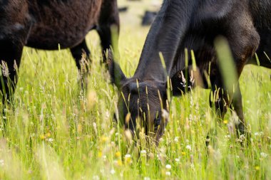 Bir tarlada ineklerle büyüyen uzun otlar, Sürdürülebilir bir Avustralya Çiftliğinde Sağlıklı Sığır Sürüsü. İlkbaharda Kırsal Tarım 'ın Yenilenme Uygulamalarını Sembolize Etmek