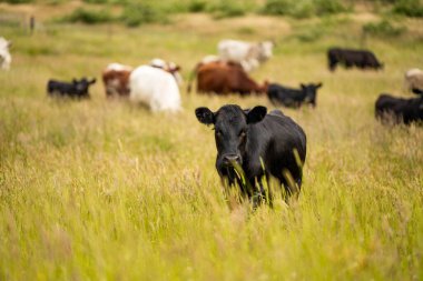 Avustralya 'daki güzel sığırlar ot yer, otlakta otlarlar. Tarımsal bir çiftlikte yetiştirilen sığır sürüsü. İlkbaharda sürdürülebilir tarım
