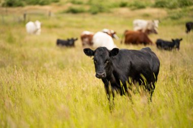 Green Pasture çiftliği sürdürülebilir tarım yapıyor Avustralya 'da yenilenebilir çiftliğin geleceği. Sağlıklı Toprak Yönetimi, Çevre Yönetimi ve Kırsal Peyzaj Gösterimi