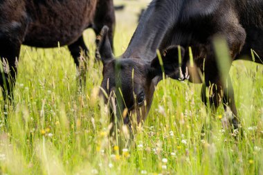 Bir tarlada ineklerle büyüyen uzun otlar, Sürdürülebilir bir Avustralya Çiftliğinde Sağlıklı Sığır Sürüsü. İlkbaharda Kırsal Tarım 'ın Yenilenme Uygulamalarını Sembolize Etmek