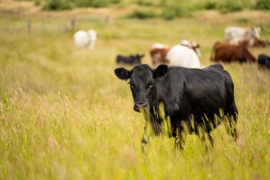 Avustralya 'daki güzel sığırlar ot yer, otlakta otlarlar. Tarımsal bir çiftlikte yetiştirilen sığır sürüsü. İlkbaharda sürdürülebilir tarım