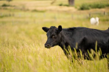 Bir tarlada ineklerle büyüyen uzun otlar, Sürdürülebilir bir Avustralya Çiftliğinde Sağlıklı Sığır Sürüsü. İlkbaharda Kırsal Tarım 'ın Yenilenme Uygulamalarını Sembolize Etmek