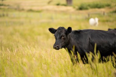 Green Pasture çiftliği sürdürülebilir tarım yapıyor Avustralya 'da yenilenebilir çiftliğin geleceği. Sağlıklı Toprak Yönetimi, Çevre Yönetimi ve Kırsal Peyzaj Gösterimi
